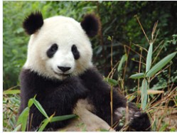 Byy haker ofiaruje pienidze na ochron misi Panda