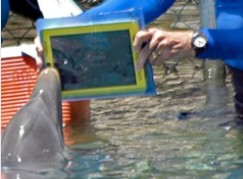 iPad jako urzdzenie do komunikacji z delfinami