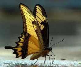 Aresztowano twrc botnetu Mariposa